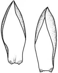 Weymouthia mollis. Branch leaves. Drawn from T.W.N. Beckett s.n., May 1889, CHR 624130, and J. Child 1740, CHR 432785.
 Image: R.C. Wagstaff © New Zealand Institute for Bioeconomy Science Limited 2026 CC-BY 3.0 NZ